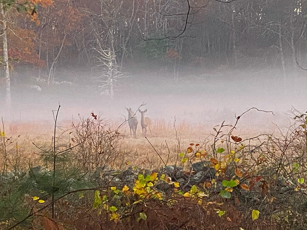 Deer in the mist