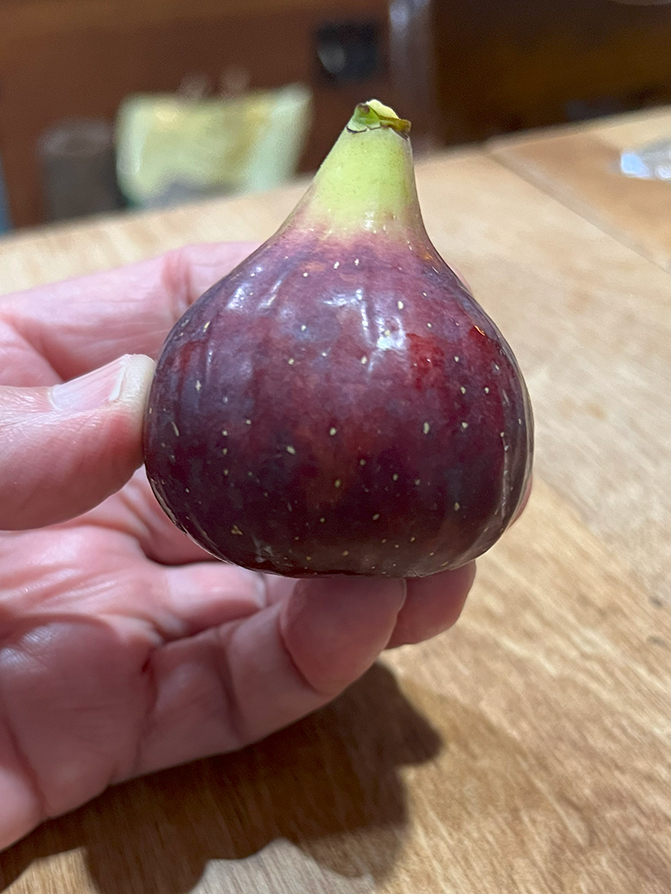 a perfect fig