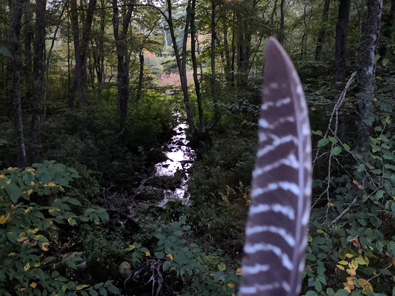 a feather and a stream